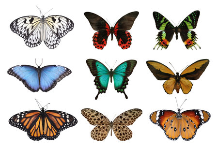 Set of beautiful butterflies on white backgroundの写真素材
