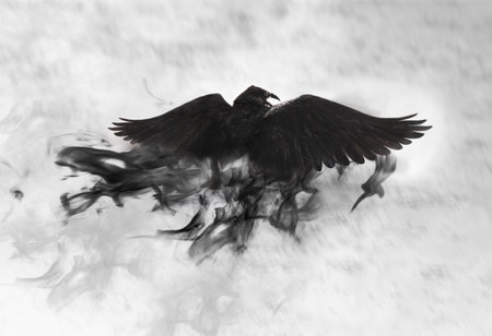 Black raven flying through mist, fantasy imageの写真素材