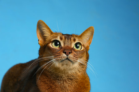 Beautiful Abyssinian cat on light blue background, closeup. Lovely petの写真素材