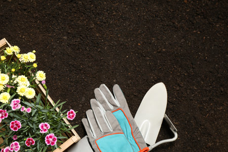 Flat lay composition with gardening tools and flowers on soil, space for textの写真素材