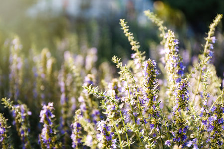 Many beautiful blooming hyssop plants outdoors, closeupの写真素材