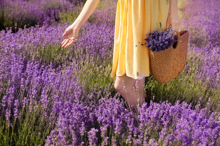 Young woman with wicker handbag full of lavender flowers in field, closeupの写真素材