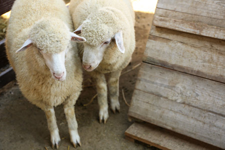 Cute funny sheep on farm. Animal husbandryの写真素材