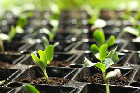 Seedling tray with young vegetable sprouts, closeupの写真素材