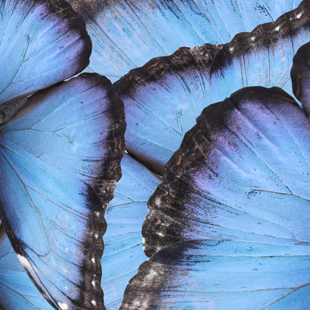 Beautiful morpho butterfly wings as background, closeupの写真素材
