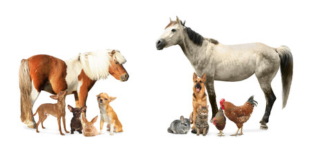 Collage with horse and other pets on white background. Banner design