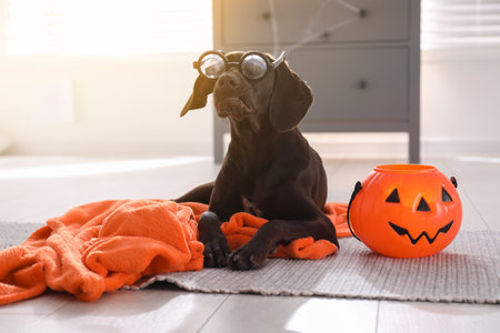 Adorable German Shorthaired Pointer dog in funny glasses with Halloween trick or treat bucket indoorsの写真素材