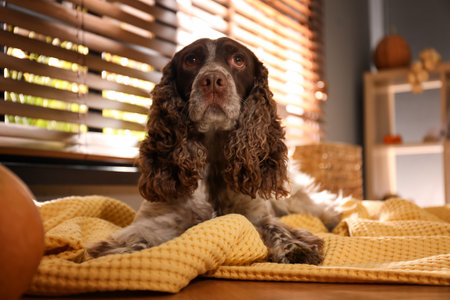 Adorable English Cocker Spaniel on blanket indoors. halloween celebrationの写真素材