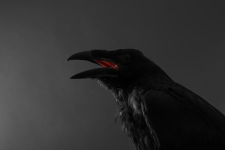 Beautiful common raven on dark background, closeupの写真素材