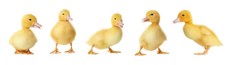 Collage with cute fluffy ducklings on white background, banner design. farm animalsの写真素材