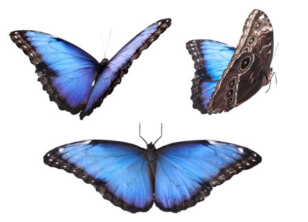 Set of beautiful blue morpho butterflies on white backgroundの写真素材