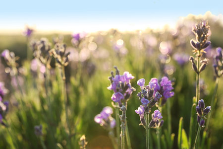 Beautiful sunlit lavender flowers outdoors, closeup viewの写真素材