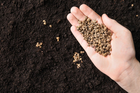 Woman holding pile of beet seeds over soil, top view with space for text. vegetable plantingの写真素材