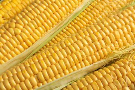 Tasty sweet corn cobs as background, closeup
