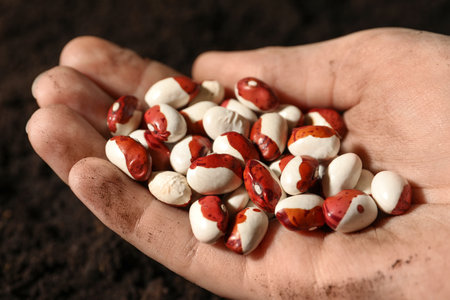 Woman holding pile of beans over soil, closeup. vegetable seed planting