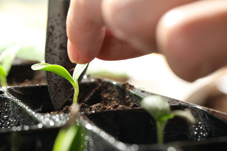 Woman planting young vegetable sprout into seedling tray, closeup