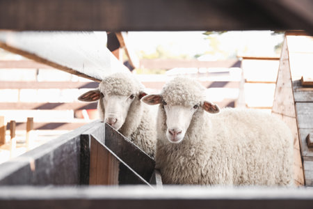Cute funny sheep near fence on farm. animal husbandryの写真素材
