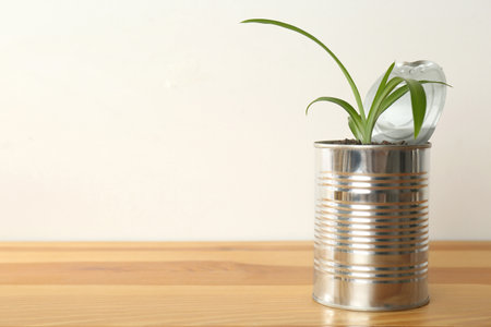 Chlorophytum plant in tin can on wooden table. Space for textの写真素材