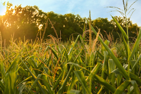 Beautiful view of corn growing in field on sunny dayの写真素材