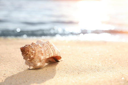 Beautiful sea shell on sandy beach. Space for textの写真素材