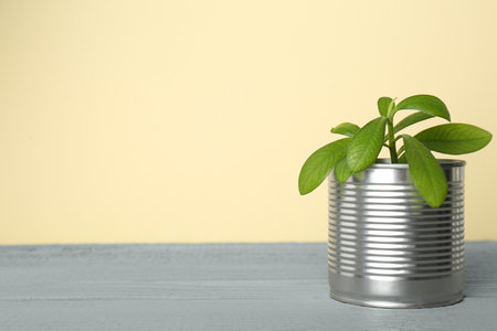 Beautiful houseplant in tin can on gray wooden table. Space for textの写真素材