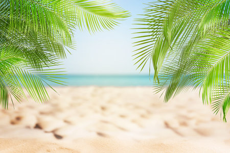 Sandy beach with palms near ocean on sunny dayの写真素材