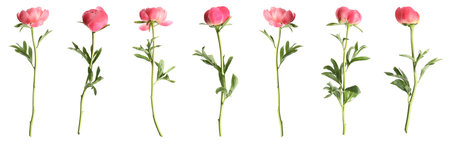 Set of beautiful coral peony flowers on white background. banner design