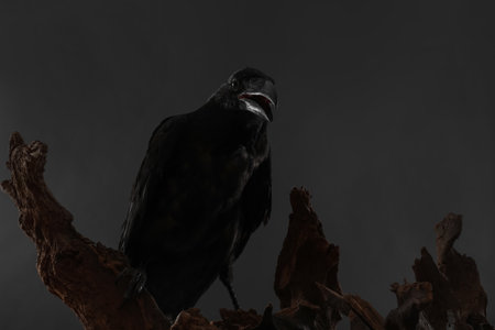 Beautiful common raven perched on wood against dark backgroundの写真素材