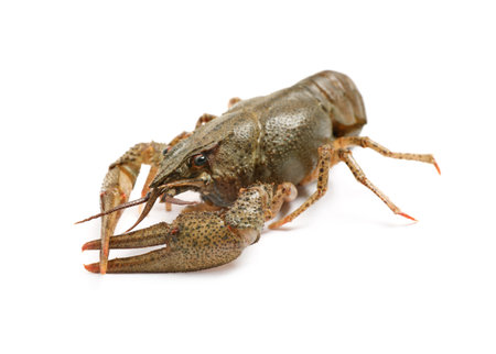 Fresh raw crayfish isolated on white. Healthy seafoodの写真素材