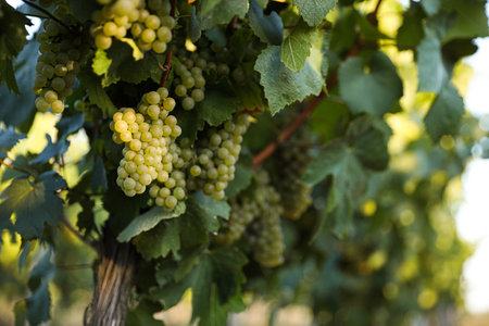 Bunch of ripe juicy grapes on branch in vineyardの写真素材