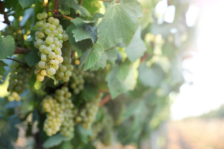 Bunch of ripe juicy grapes on branch in vineyardの写真素材