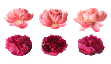 Set of different beautiful peony flowers on white backgroundの写真素材