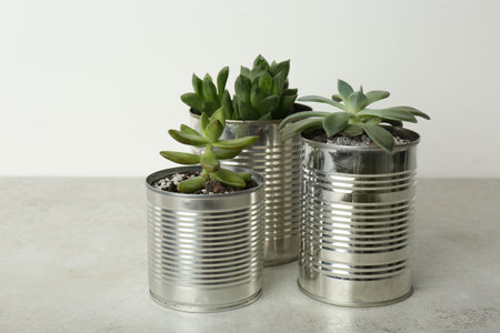 Beautiful echeveria plants in silver tin cans on light gray stone table, closeupの写真素材