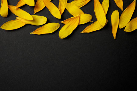 Fresh yellow sunflower petals on black background, flat lay. Space for textの写真素材