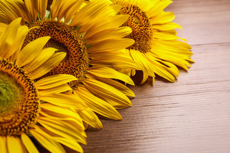 Beautiful bright sunflowers on wooden background, closeupの写真素材