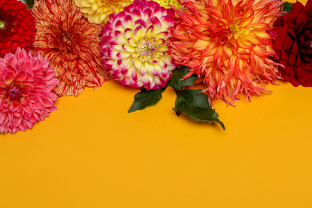 Beautiful dahlia flowers on yellow background, flat lay. Space for textの写真素材