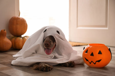Adorable English Cocker Spaniel dressed as ghost with Halloween trick or treat bucket at homeの写真素材