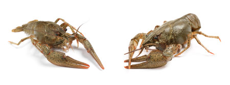 Two fresh crayfishes on white background. sea foodの写真素材