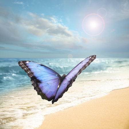 Beautiful butterfly flying over sandy beach near the sea