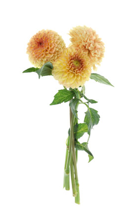 Beautiful yellow dahlia flowers on white backgroundの写真素材