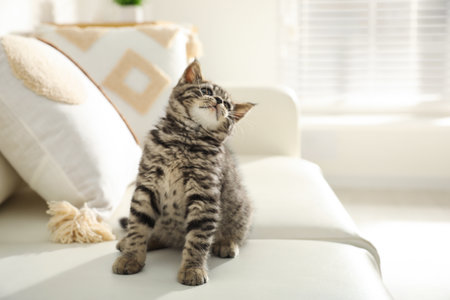 Cute tabby kitten on sofa indoors, space for text. Baby animalの写真素材