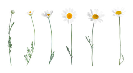 Set of beautiful chamomile flowers on white background. banner designの写真素材