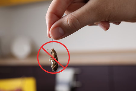 woman holding dead cockroach in kitchen, closeup. pest control