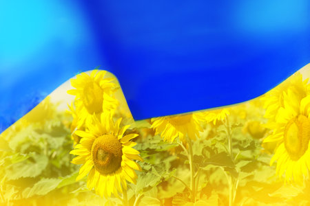 Double exposure of Ukrainian flag and sunflower fieldの写真素材