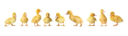 Collage with cute fluffy ducklings on white background, banner design. farm animalsの写真素材