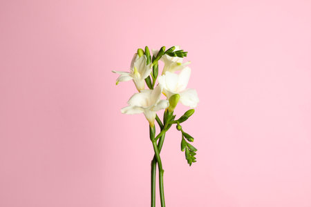 Beautiful freesia flowers on light pink backgroundの写真素材