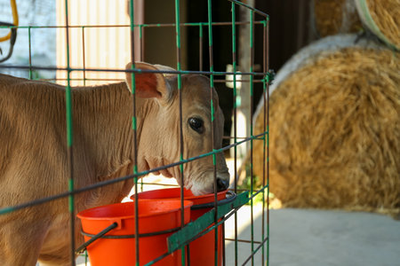 Pretty little calf behind fence on farm. animal husbandryの写真素材