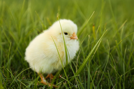 Cute fluffy baby chicken on green grass, closeup. farm animalsの写真素材
