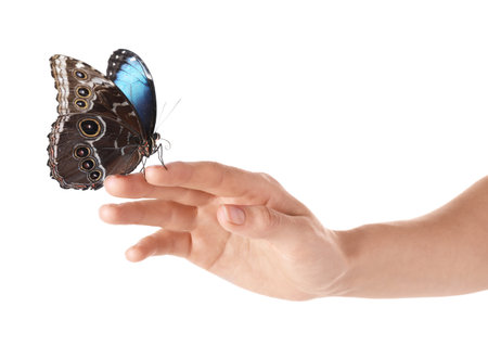 Woman holding beautiful common morpho butterfly on white background, closeupの写真素材
