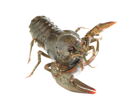 Fresh raw crayfish isolated on white. Healthy seafoodの写真素材